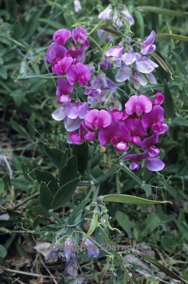 lathyrus latifolius 5 graphic